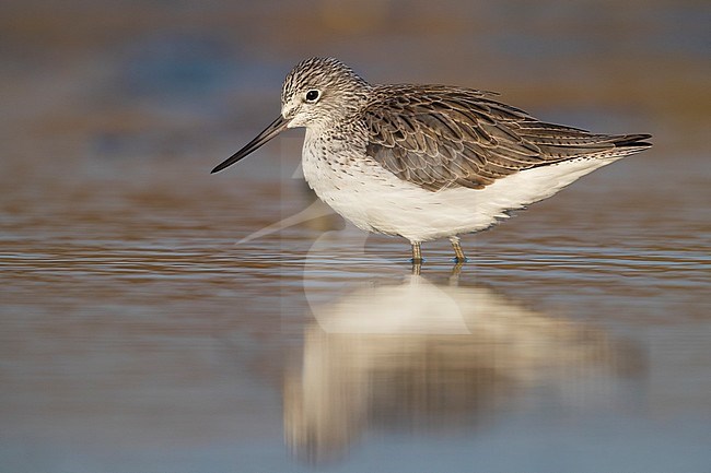 Greenshank (Tringa nebularia), adult standing in a swamp at sunset stock-image by Agami/Saverio Gatto,