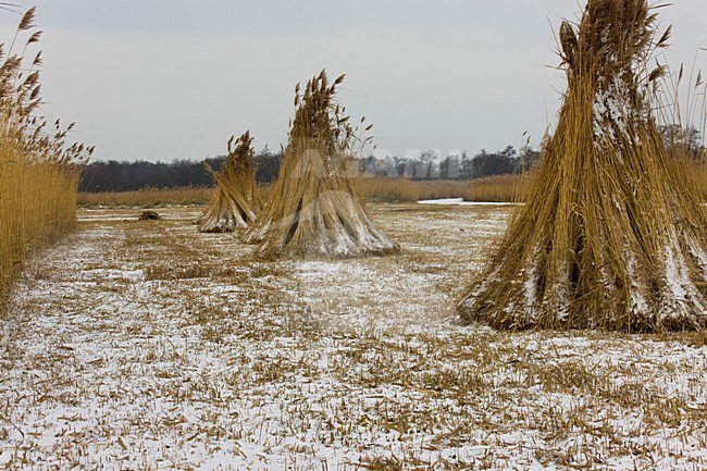 Riet oogsten De Wieden; Harvesting reed in De Wieden stock-image by Agami/Theo Douma,