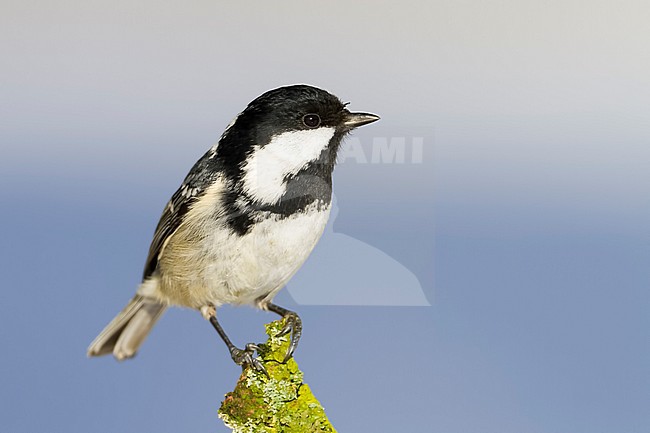Coal Tit - Tannenmeise - Parus ater ssp. ater, Germany, adult stock-image by Agami/Ralph Martin,