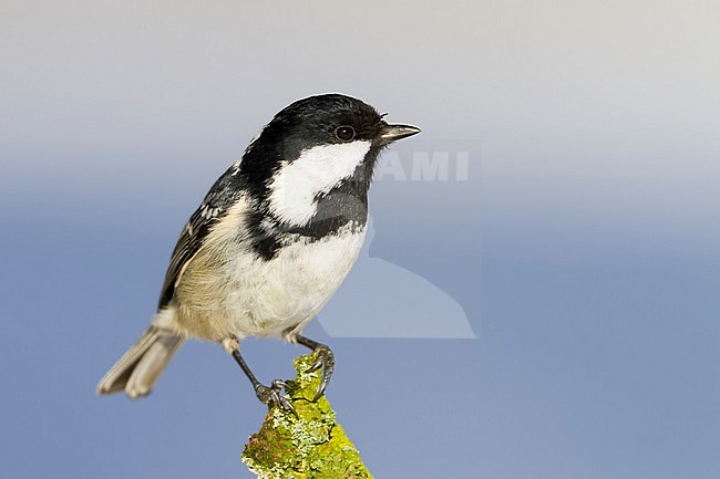 Coal Tit - Tannenmeise - Parus ater ssp. ater, Germany, adult stock-image by Agami/Ralph Martin,