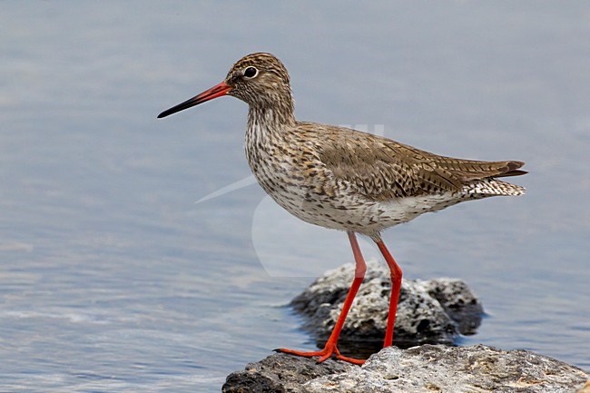 Tureluur in zomerkleed, Common Redshank in summerplumage stock-image by Agami/Daniele Occhiato,