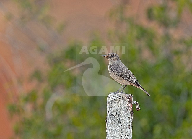 Female Short-toed Rock Thrush (Monticola brevipes) in Angola. stock-image by Agami/Pete Morris,