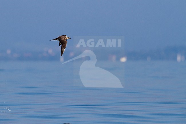 Arctic Jaeger - Schmarotzerraubmöwe - Stercorarius parasiticus, Germany, 3rd cy stock-image by Agami/Ralph Martin,