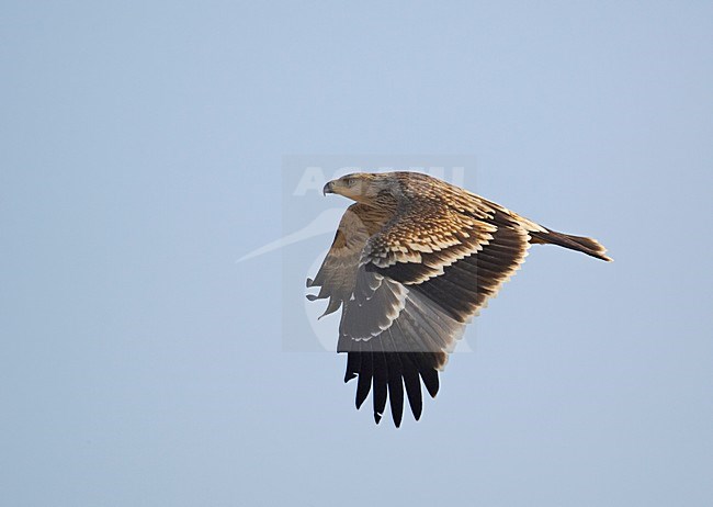 Keizerarend in vlucht; Asian Imperial Eagle in flight stock-image by Agami/Markus Varesvuo,