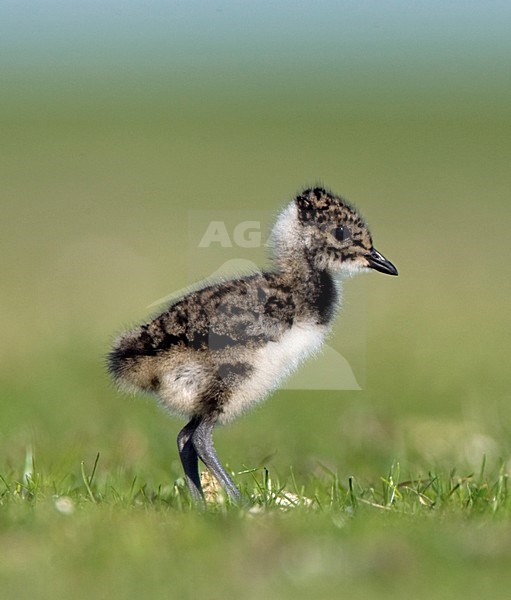 Kievit jong; Northern Lapwing young stock-image by Agami/Marc Guyt,