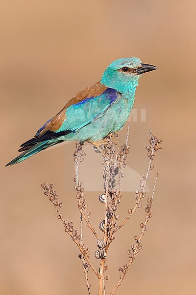 European Roller (Coracias garrulus), side view of an adult perched on an Asphodelus sp., Campania, Italy stock-image by Agami/Saverio Gatto,
