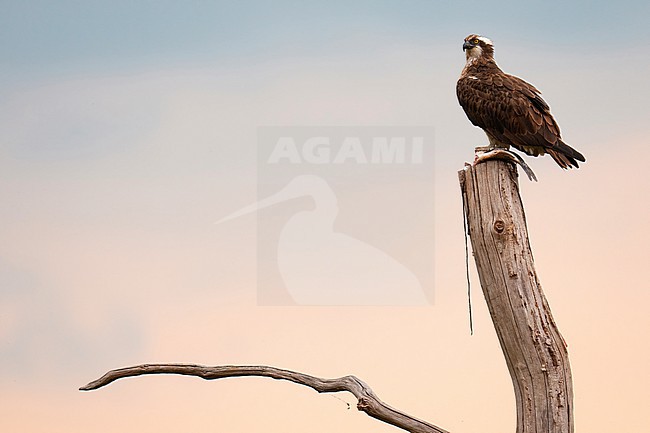 Osprey on an old tree stock-image by Agami/Han Bouwmeester,