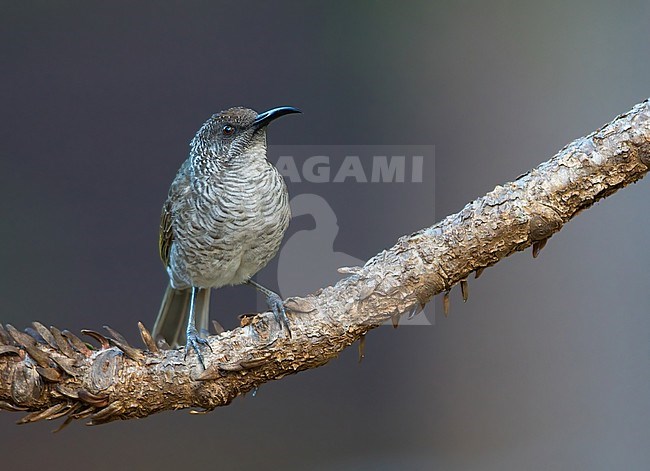 Barred Honeyeater, Gliciphila undulata, on New Caledonia, in the southwest Pacific Ocean. stock-image by Agami/Dubi Shapiro,