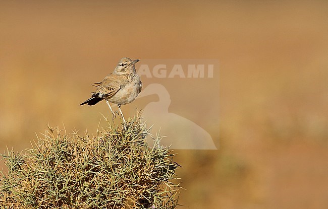 Greater Hoopoe Lark - Wüstenläuferlerche - Alaemon alaudipes ssp. alaudipes, Morocco stock-image by Agami/Ralph Martin,