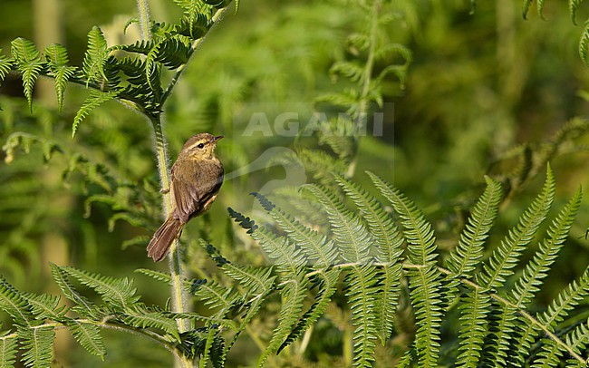 Yellow-streaked Warbler (Phylloscopus armandii) perched in bush at Doi Angkang, Thailand stock-image by Agami/Helge Sorensen,