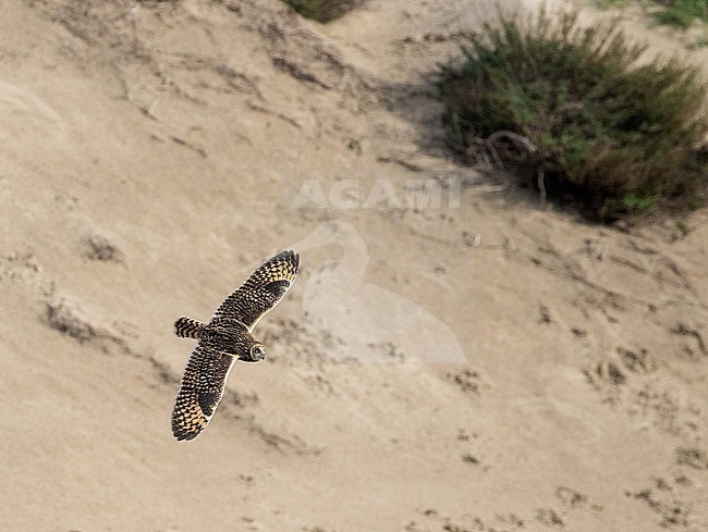 Short-eared Owl (Asio flammeus) during autumn migration in the coastal dunes between Katwijk and Noordwijk in the Netherlands. Flying in front of a dune. stock-image by Agami/Arnold Meijer,