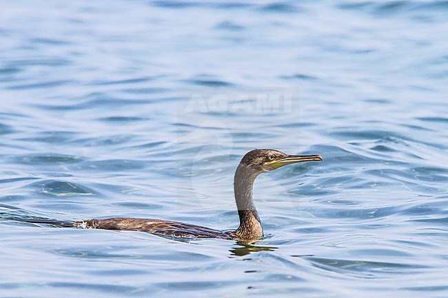 Kuifaalscholver, European Shag, Phalacrocorax aristotelis stock-image by Agami/Menno van Duijn,