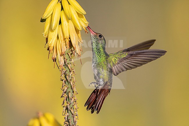 A Rufous-tailed Hummingbird (Amazilia tzacatl) at an aloe flower in the Cauca Valley, Colombia. stock-image by Agami/Tom Friedel,