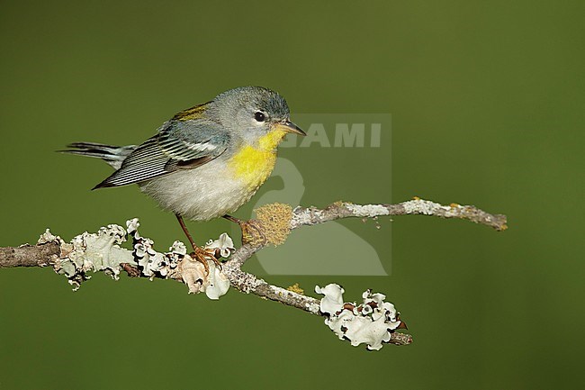 Adult female Northern Parula (Setophaga americana) perched on a twig in Galveston County, Texas, USA, during spring migation. stock-image by Agami/Brian E Small,