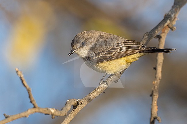 Immature female
San Bernardino Co., CA
January 2022 stock-image by Agami/Brian E Small,