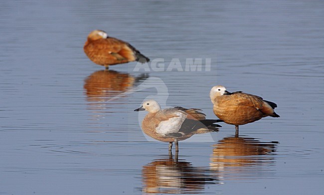 Groepoje Casarca\'s ; Group of Ruddy Shelducks stock-image by Agami/Karel Mauer,