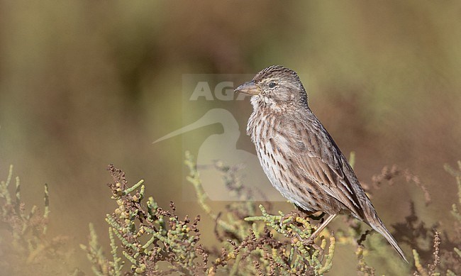 Savannah Sparrow (Passerculus sandwichensis) perched on a branch stock-image by Agami/Ian Davies,