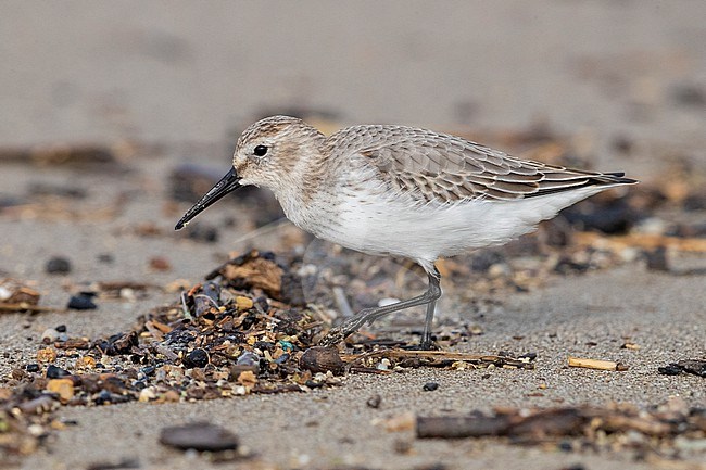Dunlin (Calidris alpina), side view of an indiviual walking on the shore, Campania, Italy stock-image by Agami/Saverio Gatto,