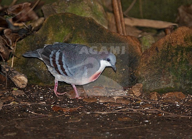 Luzon Bleeding-heart (Gallicolumba luzonica) foraging in the forest of the Philippines stock-image by Agami/Andy & Gill Swash ,