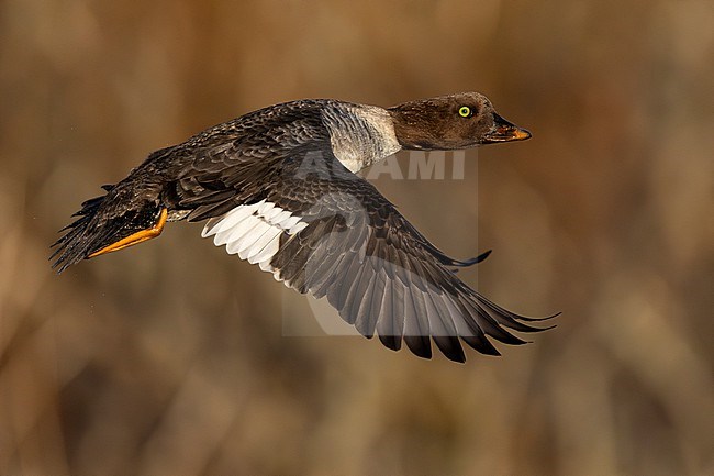 Barrow's Goldeneye (Bucephala islandica), side view of an adult female in flight, Northeastern Region, Iceland stock-image by Agami/Saverio Gatto,
