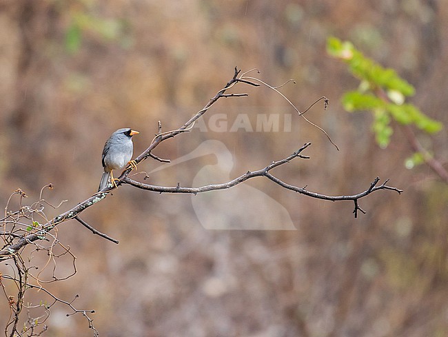 Grey-winged Inca Finch (Incaspiza ortizi) in northern Peru. stock-image by Agami/Pete Morris,