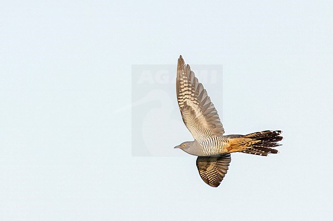 Male Common Cuckoo, Cuculus canorus, in flight. stock-image by Agami/Marc Guyt,