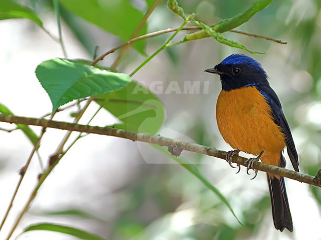 Mannetje Roodbuikniltava, Male Rufous-bellied Niltava stock-image by Agami/Alex Vargas,