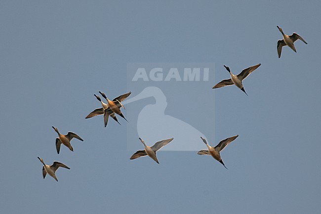 Pijlstaart in vlucht; Northern Pintail in flight stock-image by Agami/Hans Gebuis,