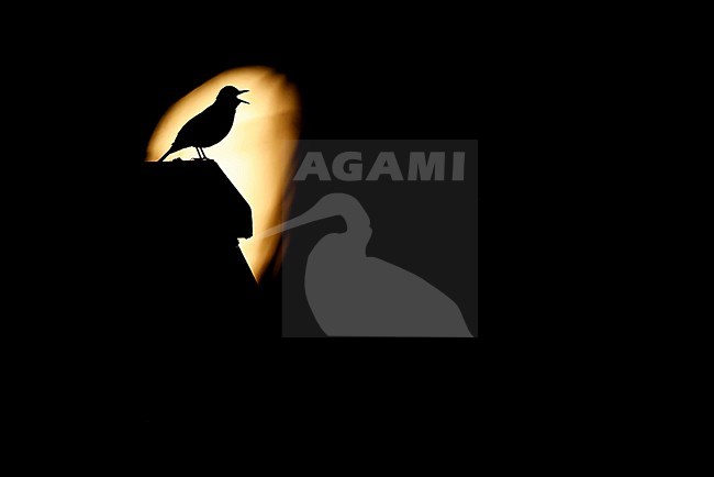 singing Blackbird; stock-image by Agami/Chris van Rijswijk,