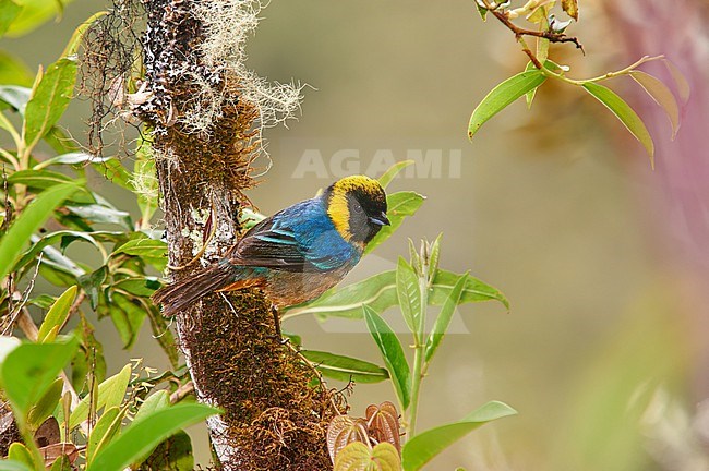 Golden-collared Tanager (Iridosornis jelskii) perched on a mossy branch, Peru stock-image by Agami/Tomas Grim,