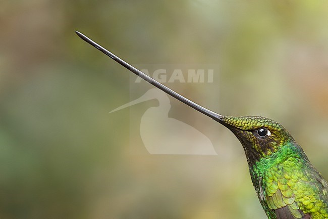 Sword-billed Hummingbird, Ensifera ensifera, in Colombia. stock-image by Agami/Dubi Shapiro,