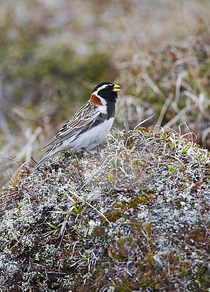 Lapland Longspur, Calcarius lapponicus stock-image by Agami/Jari Peltomäki,