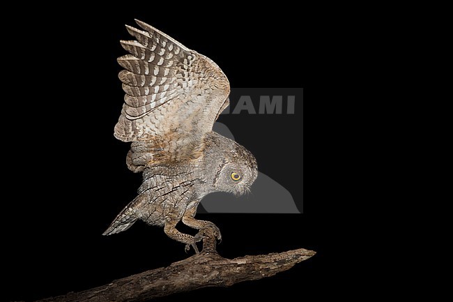 Eurasian Scops Owl (Otus scops) stock-image by Agami/Alain Ghignone,