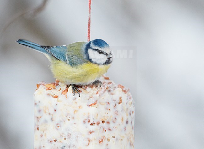 Pimpelmees in de winter; Blue Tit in winter stock-image by Agami/Markus Varesvuo,