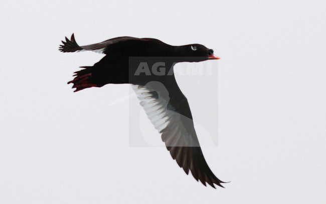 Mannetje Aziatische Grote Zee-eend in vlucht; Male Asian White-winged Scoter in flight stock-image by Agami/Nils van Duivendijk,