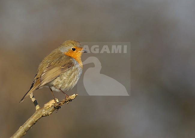 Ran Schols stock-image by Agami/Ran Schols,