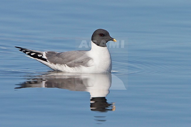Sabine's Gull (Xema sabini) in the Hudson's Bay in Churchill, Mantoba Canada. stock-image by Agami/Glenn Bartley,
