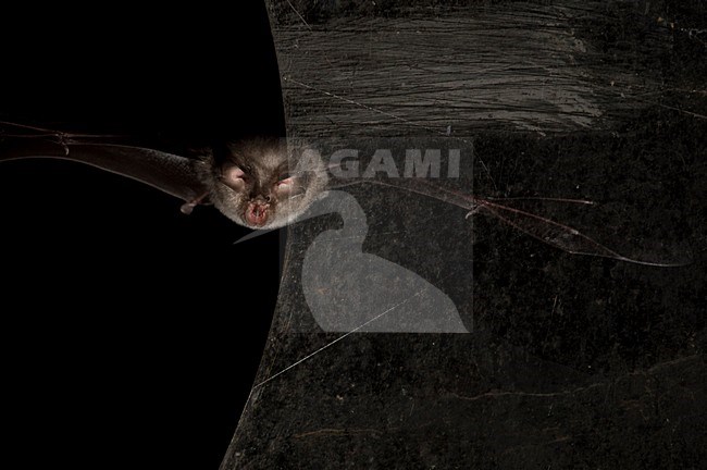Vliegende Kleine hoefijzerneus, Flying Lesser horseshoe bat stock-image by Agami/Rob de Jong,