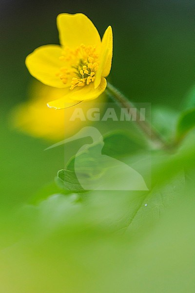 Gele anemoon Yellow Anemon; Anemone ranunculoides stock-image by Agami/Wil Leurs,