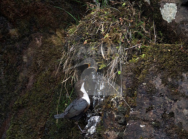 British White-throated Dipper (Cinclus cinclus gularis), Rogie Falls, Highland, Scotland. Subspecies of the eastern parts of Great Britain. Visiting its nest. stock-image by Agami/Steve Gantlett,