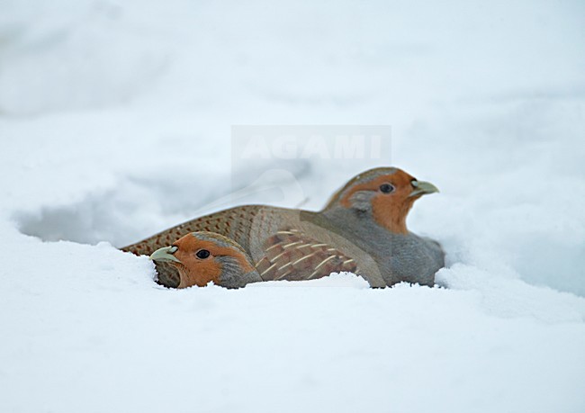 Grey Partridge group sitting in the snow; Patrijs groep zittend in de sneeuw stock-image by Agami/Markus Varesvuo,