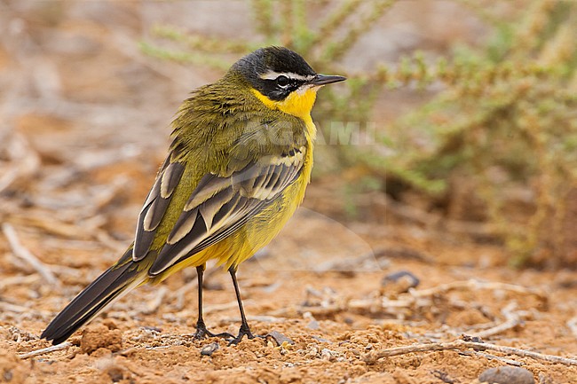 Black-headed Wagtail (Motacilla feldegg dombrowski) stock-image by Agami/Daniele Occhiato,