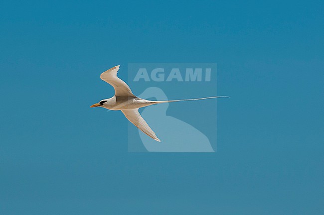 Portrait of a white-tailed, or yellow-billed tropicbird, Phaethon lepturus, in flight. Fregate Island, Republic of the Seychelles. stock-image by Agami/Sergio Pitamitz,