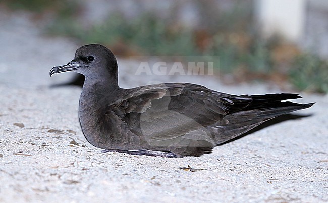Wedge-tailed Shearwater, Ardenna pacifica, at Lady Elliot Island - Australia. Resting on the ground in a colony. stock-image by Agami/Aurélien Audevard,