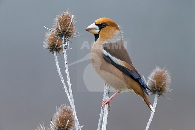 Appelvink; Hawfinch stock-image by Agami/Daniele Occhiato,