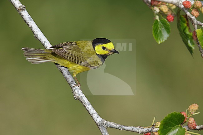 Adult male Hooded Warbler
Galveston Co., Texas. stock-image by Agami/Brian E Small,