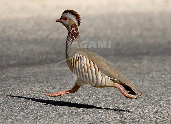 Rennende Barbarijse Patrijs; Running Barbary Partridge stock-image by Agami/Harvey van Diek,