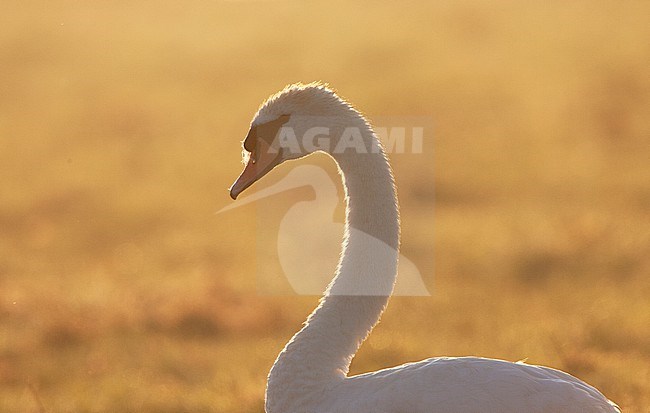 Mute Swan (Cygnus olor) portrait with backlight at the Groene Jonker near Nieuwkoop in the Netherlands. stock-image by Agami/Marc Guyt,