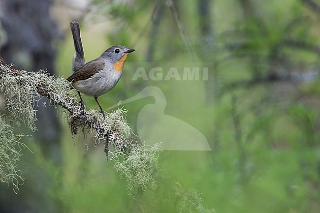 Red-throated Flycatcher - Taiga-Fliegenschnäpper - Ficedula albicilla, Russia (Baikal), adult male stock-image by Agami/Ralph Martin,
