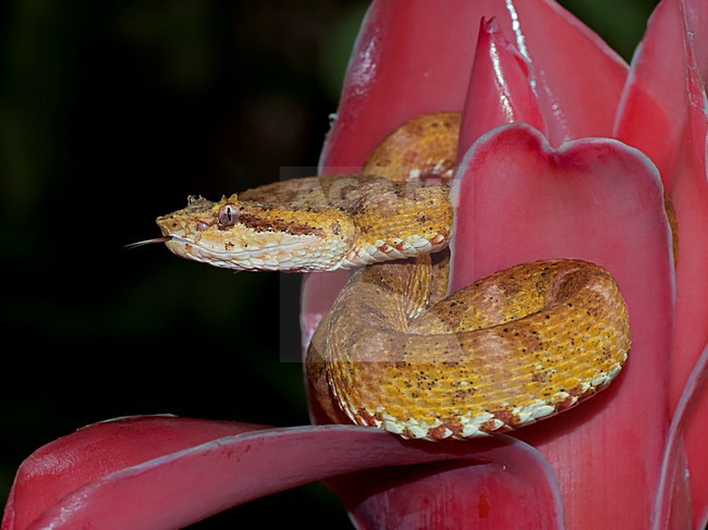 Schlegels groefkopadder, Eyelash viper stock-image by Agami/Alex Vargas,